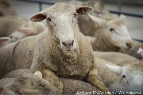 PETA sheep expose Australia