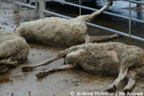 Poor treatment of sheep in the wool industry