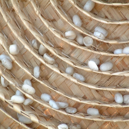 The Silk Industry