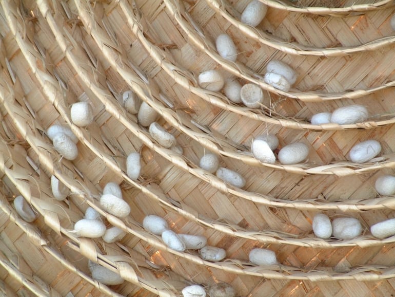 Silk cocoons