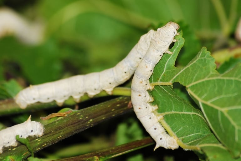 Silk worms