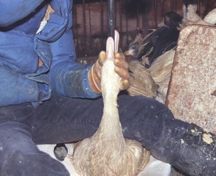 Force-feeding in foie gras production