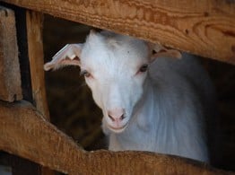 Small goat on farm