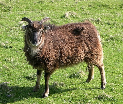 Soay_ewe