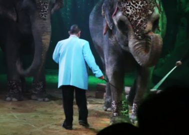 Harrowing Video Exposes the Suffering of Animals in Spain’s Circuses