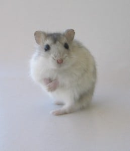 Disturbing animal testing figures revealed from British unis