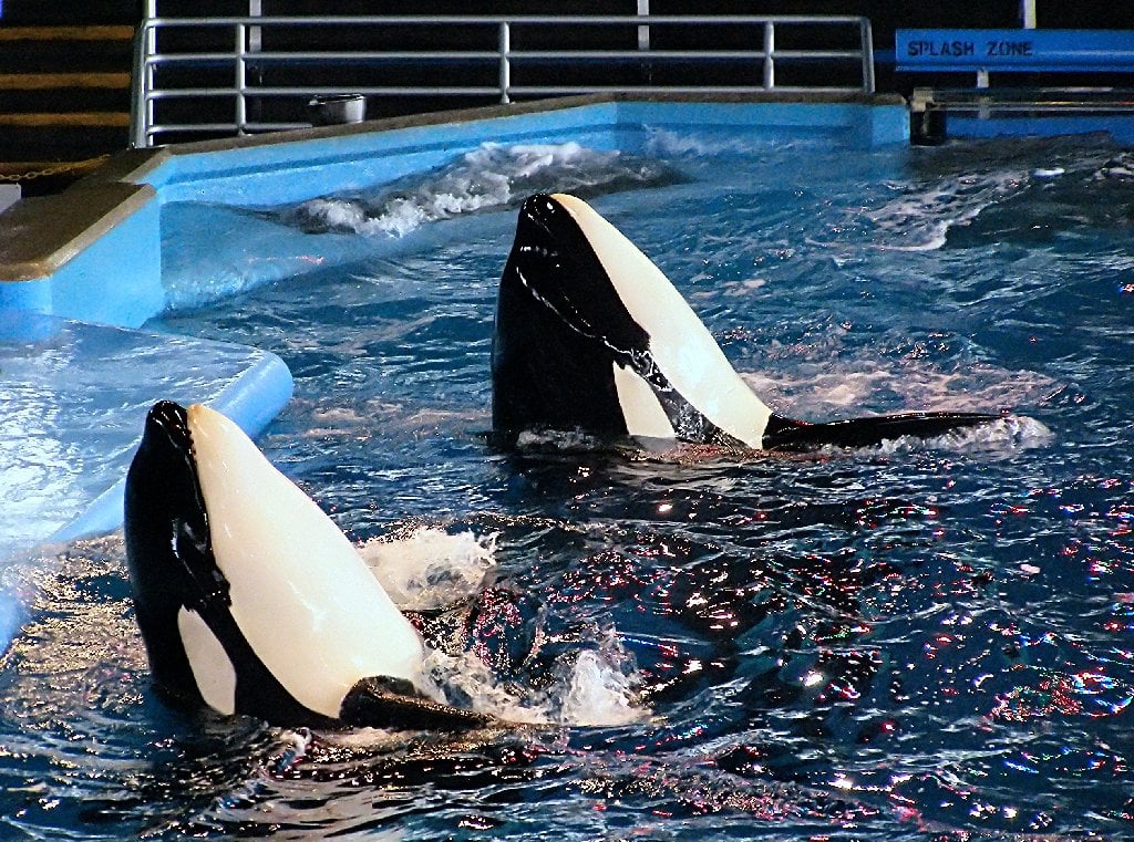 Two orcas at SeaWorld