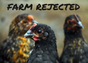 SUCCESS! Wychavon District Council Rejects Cruel ‘Chicken City’