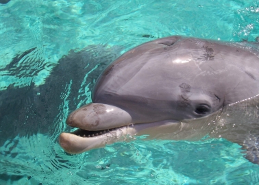 HSBC Pulls Ad – There’s Suffering Behind Dolphin Kisses
