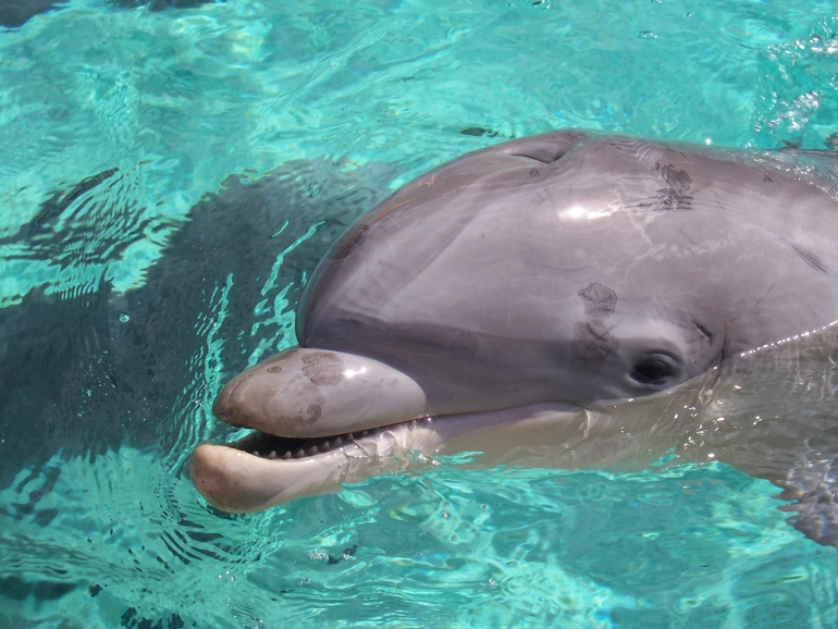 Dolphins don't belong in captivity