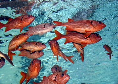 “Fish Have Feelings Too,” Gasps ‘Drowning’ Joaquin Phoenix