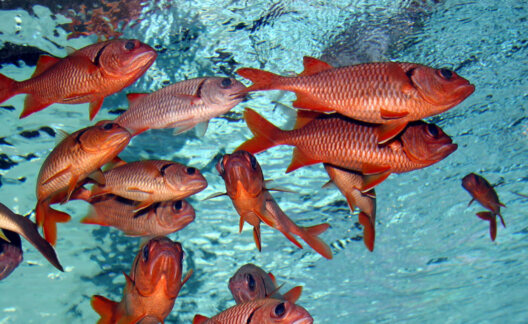 Fish are not ours to eat