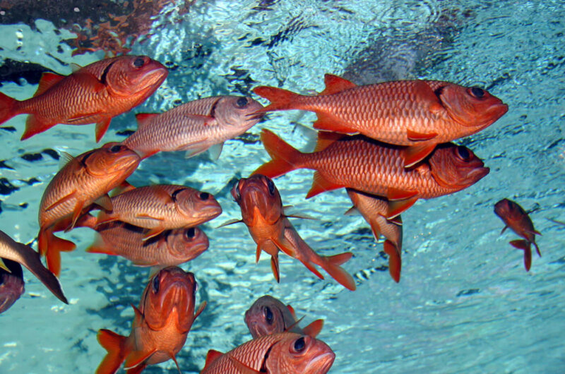 Fish are not ours to eat