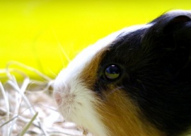 Why Is Britain Going in the Wrong Direction on Animal Testing?
