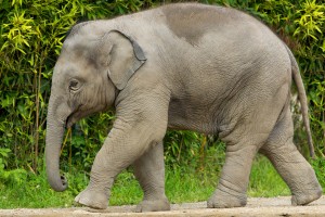 India bans use of elephants in circuses!