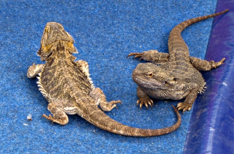 Bearded dragon lizards in captivity