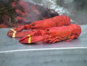 Lobsters feel pain, too