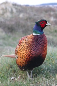 Stock pheasant