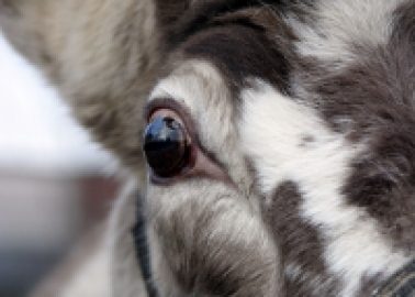 Reindeer Display Launches at Covent Garden Despite Warning