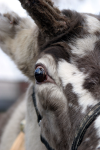 Reindeer aren't Christmas decorations!