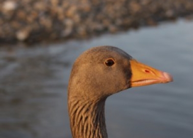 UPDATE: Fortnum’s Dubai Will Be Foie Gras-Free!