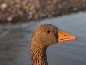 PETA foie gras campaign goose portrait