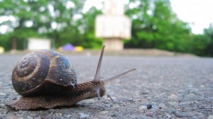 Stock snail park