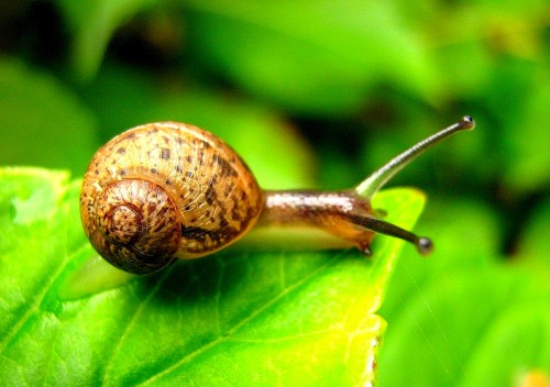 The ethical way to manage our garden without harming snails