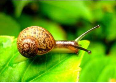 Living in Harmony With Snails