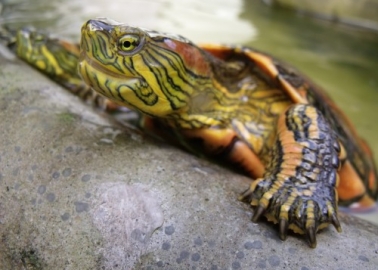 Be a Hero to Turtles by Refusing to Support the Cruel Exotic-‘Pet’ Trade