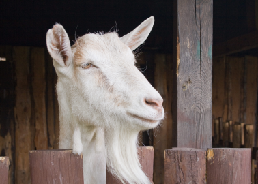 Goats farmed for their milk