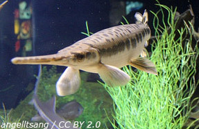 Sturgeon