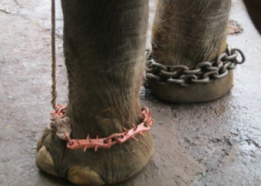 Court Rules That Sunder WILL Be Free!