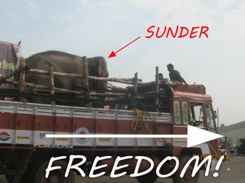 Sunder freedom copy