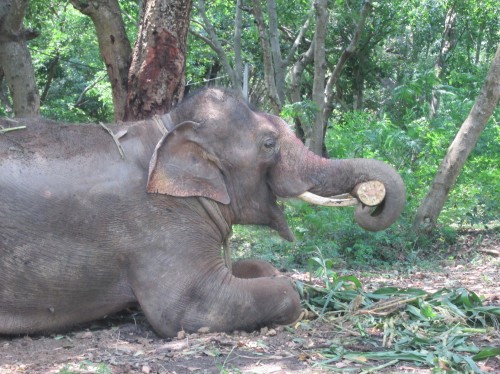 Sunder in new home