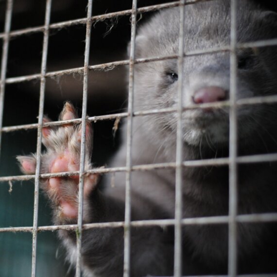 Ask Sweden to Ban Fur Farms