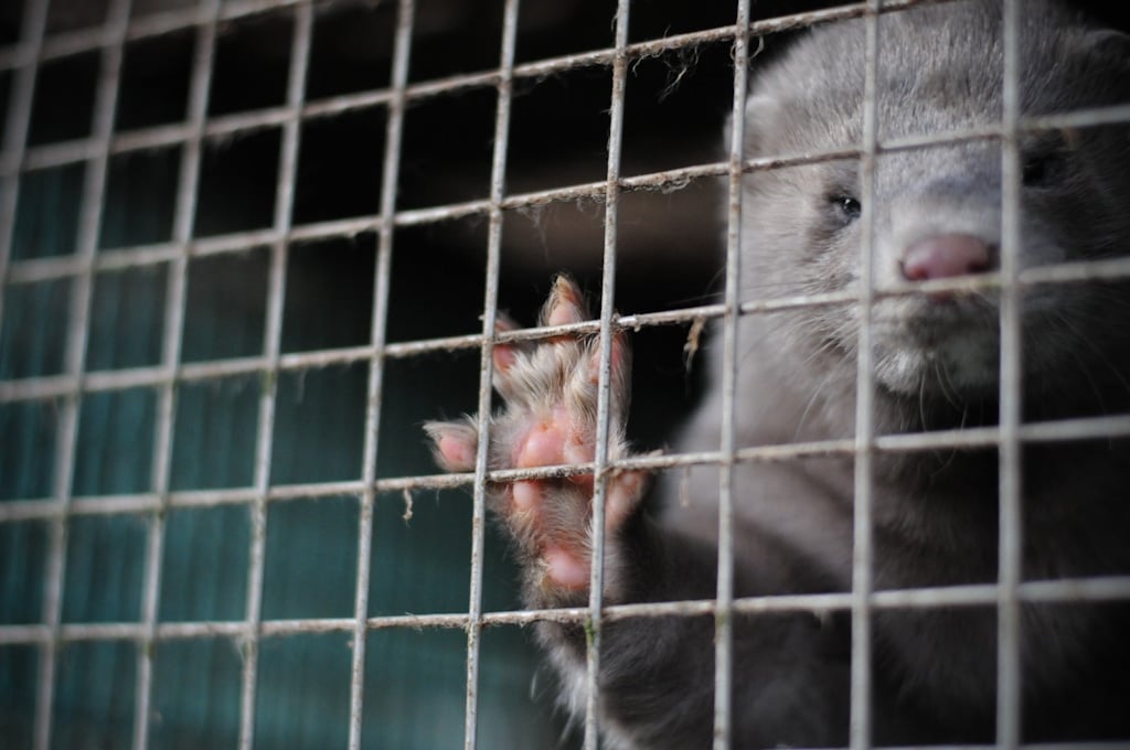 Mink. Jo-Anne McArthur / We Animals