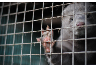 Ask Sweden to Ban Fur Farms