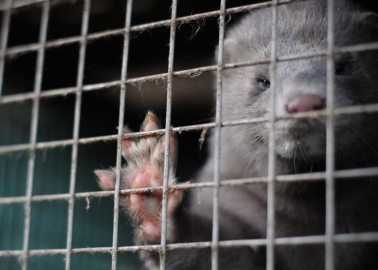 Five Minutes of Your Time Could Help Get Fur Sales Banned in the UK!