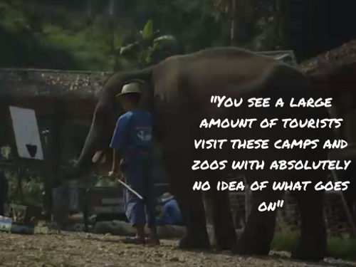 An Elephant Never Forgets - Thai Elephant Tourism