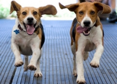 WIN: Plans for Yorkshire Beagle Breeding Farm Rejected!