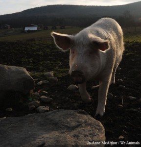 Victory as Poland ends military trauma training with live animals