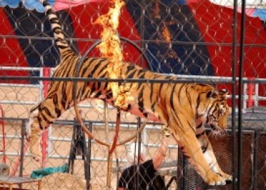 Scotland’s Ban on Wild-Animal Circuses – Let’s Make History