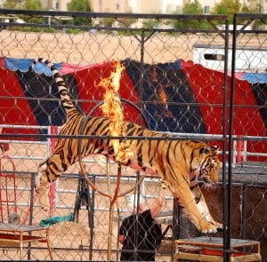 Urge Scotland to ban wild animal circuses forever