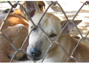 Shocking Conditions Revealed at Thailand Dog Shelter