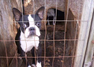 Panorama’s ‘Britain’s Puppy Dealers Exposed’ Shows Why You Should NEVER Buy a Puppy
