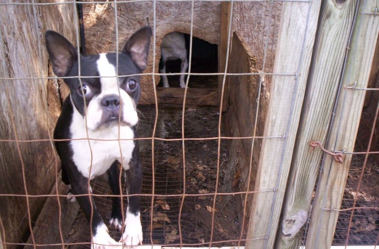 two Boston terriers in small wire cage on puppy mill