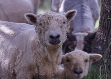 Victory! UNIQLO Pledges to Phase Out Buying Wool From Mulesed Sheep!