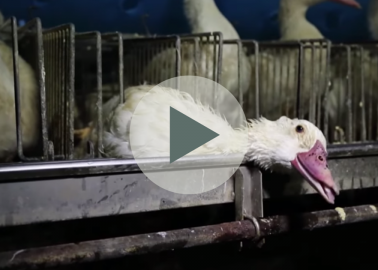 For the First Time, a French Foie Gras Supplier Is Taken to Court for Cruelty
