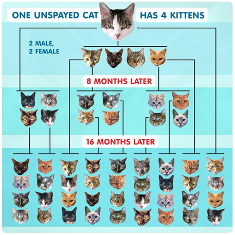 Cat Breeding Diagram